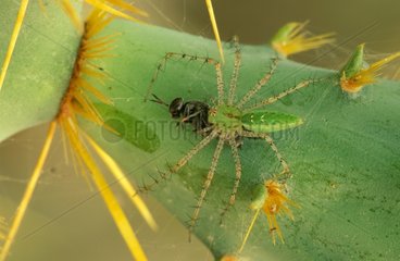 Green-lynx spider eating an insect prey Texas USA