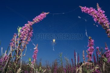 Adult Wasp Spider on its cobweb