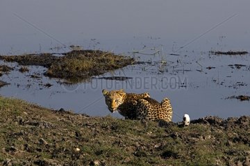 Amur leopard near a watering place NP Chobe Botswana