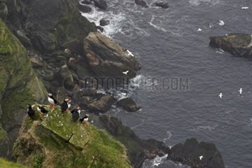 Group Atlantic Puffin posed on a cliff Scotland