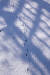 Tierspuren im Schnee im März