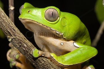 Portrait of a Monkey frog French Guiana