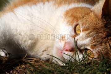 Portrait of a white and russet-red cat resting in grass
