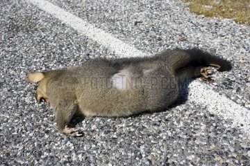 Brushtail possum lying dead on the road New-Zealand