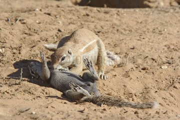 South African ground Squirrels grooming Kgalagadi Kalahari