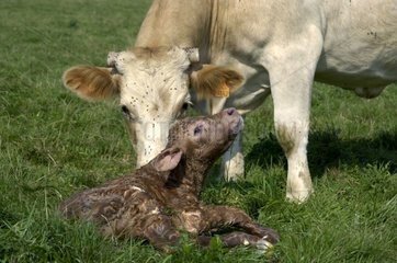 Cow charolaise licking its new-born calf in grass