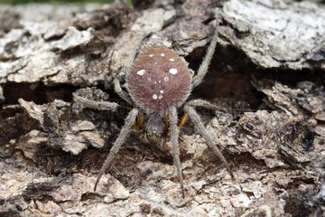 Spotted spider on the dry wood Peru Bolivia