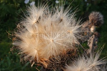 Feathery seeds od cardoon in september