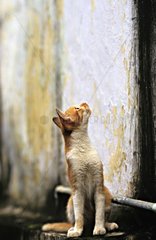 Katze nach Wand Calcutta Indien aufblickt