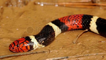 Common Coral Snake Crawling auf Schlamm Guyana