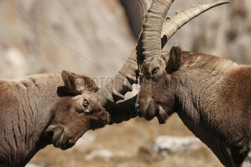 Kämpft Hörner zwischen Ibexes männlich in der Rut -Periode