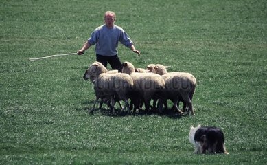 Shepherd errichtet seinen Hund für die Schafgarde