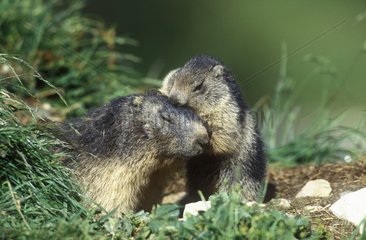 Grooming between a young marmot and an adult Vanoise France