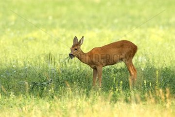 Female Roe deer eating in a field France