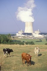 Kühe in einer Wiese vor dem Kernkraftwerk Cattenom