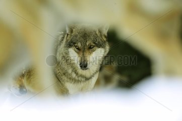 Eurasian Wolf viewn between the legs of oneother in winter