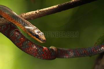 Puffing snake on a branch in jungle Costa Rica