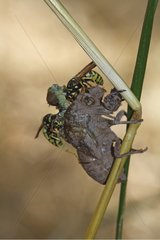 Cicada emerging from its slough and eaten by a wasp