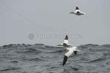 Northern gannets flying off Little Skellig island Ireland