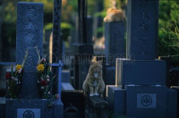 Rinnenkatze sitzt auf dem Japan -Friedhof von Yanaka Tokyo Japan