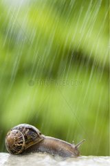 Brown gardensnail in the rain France