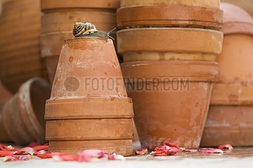 Brown gardensnail on flower pots France