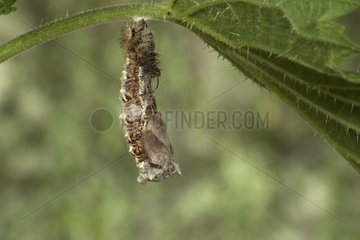 Caterpillar von Komma -Schmetterling in Nymphosis Frankreich