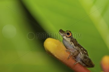 Frog of South America