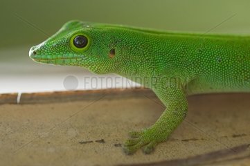 Green Gecko Seychelles