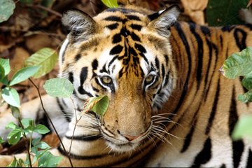 Tigre du Bengale couché PN de Kanha Inde