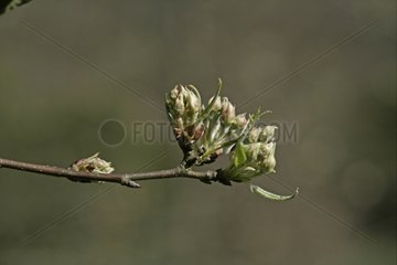 Buds of a Wild pear