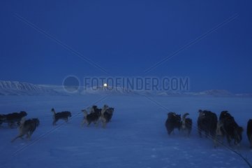 Coupling Dog Sled Hurry Fjord in Greenland