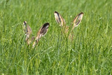 Pair of European Hares hidden in the grass Great Britain