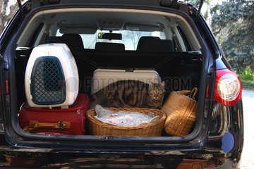 Cat in a car before leaving home for holidays