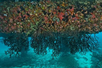 Marine life under Aquarius - Aquarius Reef Base Florida