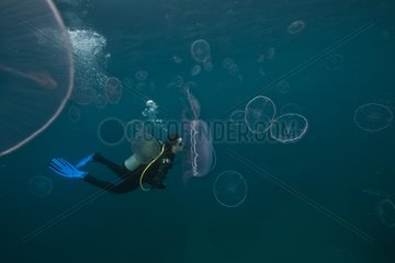 Diver and stinging Moon Jellyfish-Aquarius Reef Base Florida