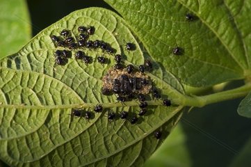 Käfer  die sich auf der Rückseite eines Blattes Frankreich auswirken