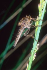 Asilidae fly on a stem grass