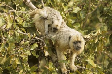 Weiblicher Howler Monkey und sein Baby auf einem Baum Brasilien