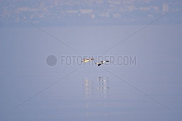 Couple of Goosanders skimming over water of Leman lake