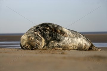 Graue Siegel schläft auf einem Sandstrand Lincolnshire