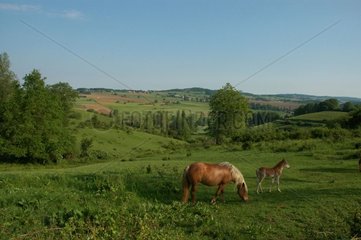 Horse and foal in a Gascon landscape Hautes-Pyrénées