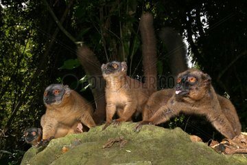 Lemur de Mayotte zieht ihre Zunge