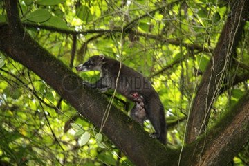 Wounded White-nosed Coati climbing along a branch