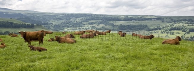 Herde von Salers Kuh in einem Wiesen Cantal Frankreich