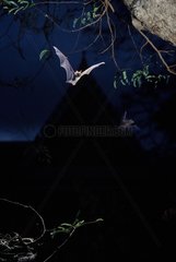 Intermediate Roundleaf Bat in flight near a temple Thailand