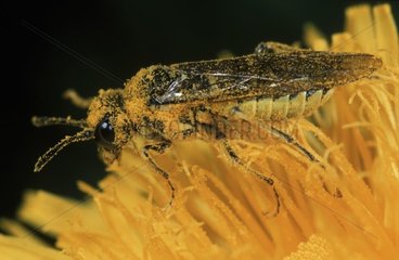 Hymenoptere covered with pollen in a flower Spain