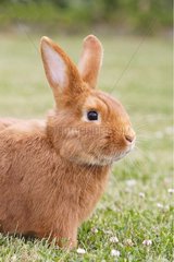 Rabbit Doré de Saxe in the grass Rhinau Alsace France