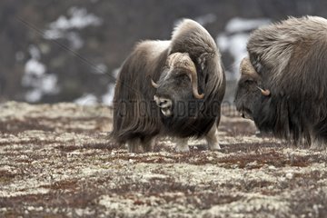 Confrontation between two Muskoxes Norway