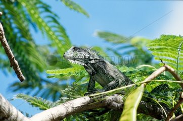 Iguane vert dans un arbre en Guadeloupe